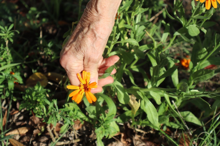 Il faut cultiver notre jardin